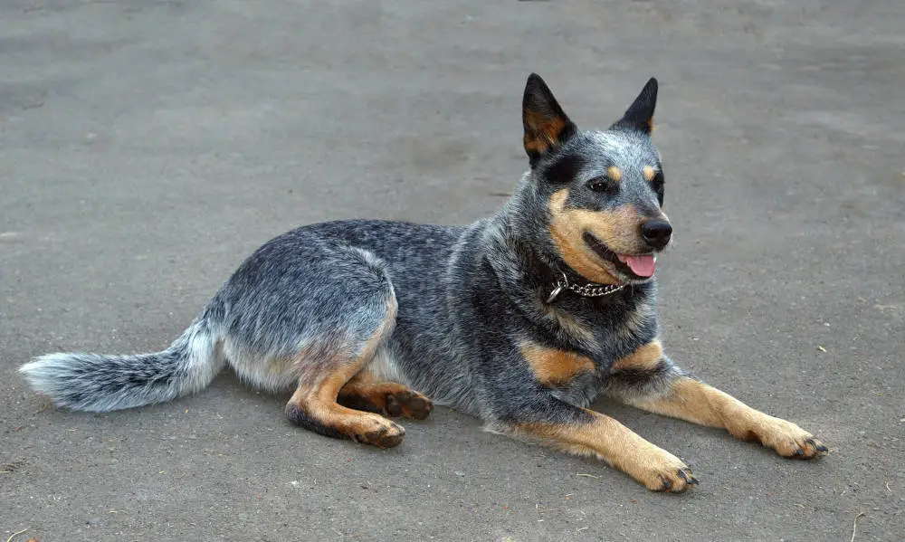 Australian Cattle Dog