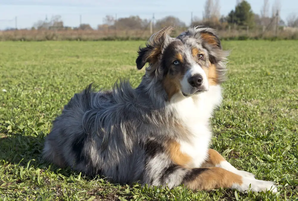 Australian Shepherd in a field