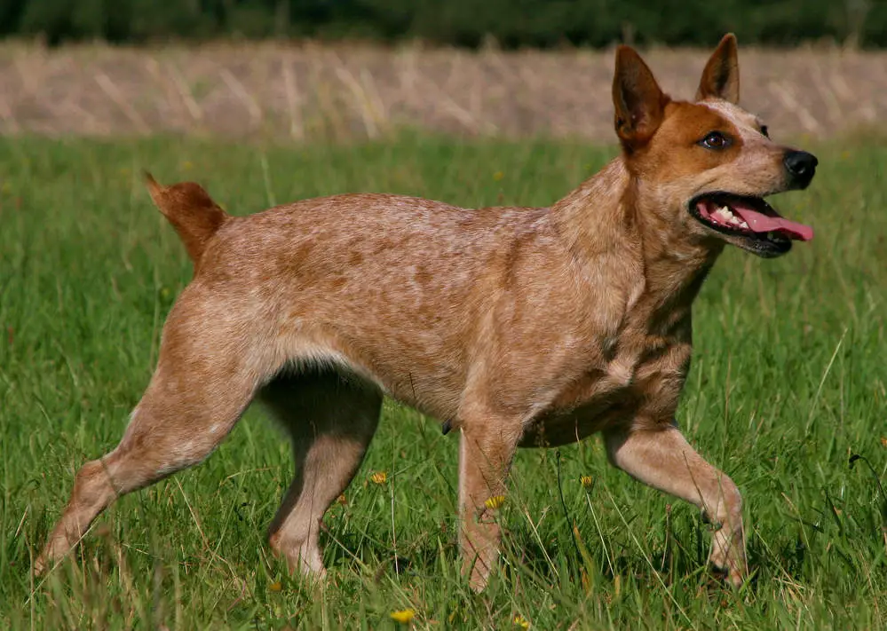 Australian Stumpy Tail Cattle Dog