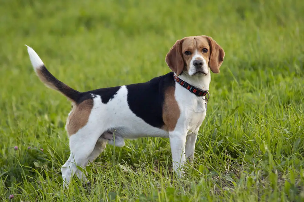 Purebred Beagle posing in a field