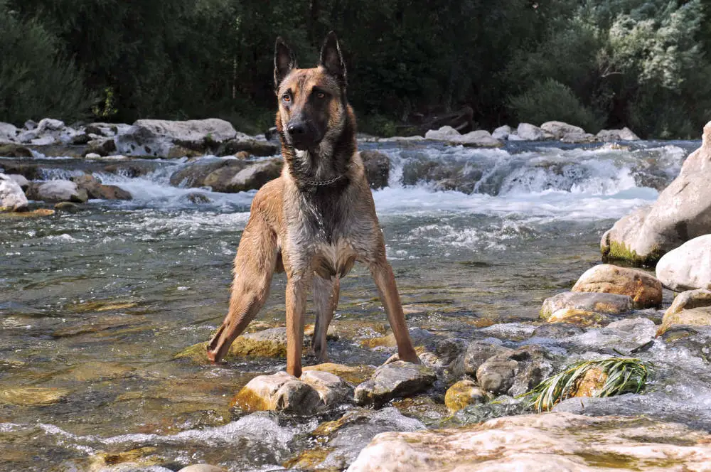 Belgian Shepherd