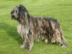 Bergamasco dog breed
