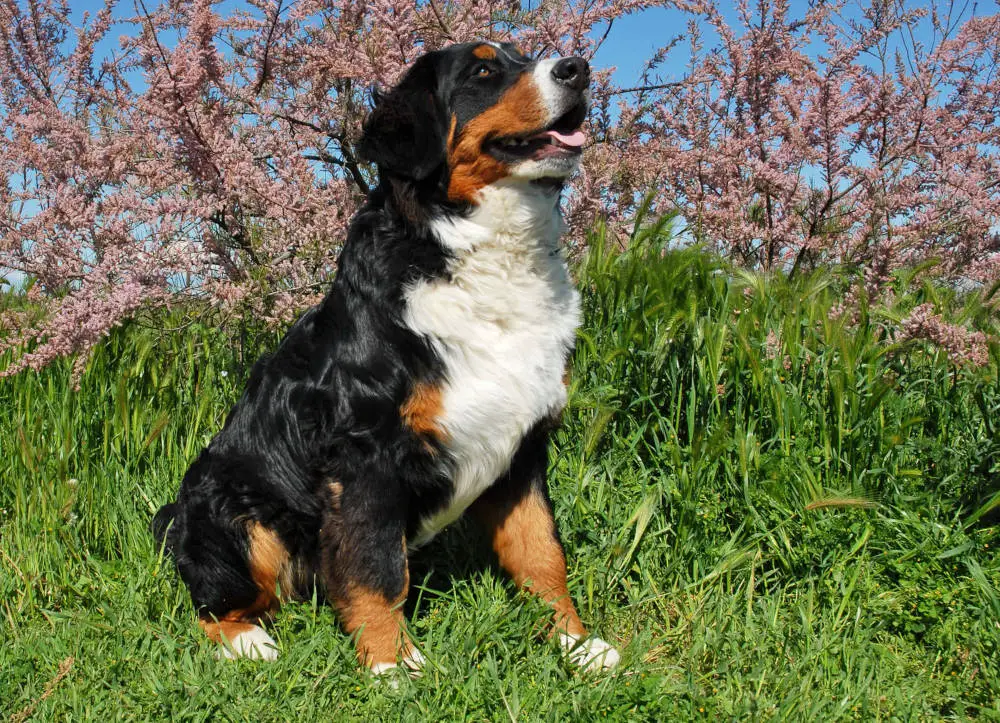 Bernese Mountain Dog