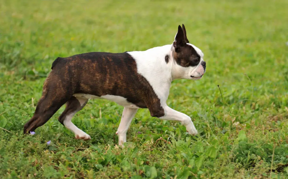 Boston Terrier profile photo