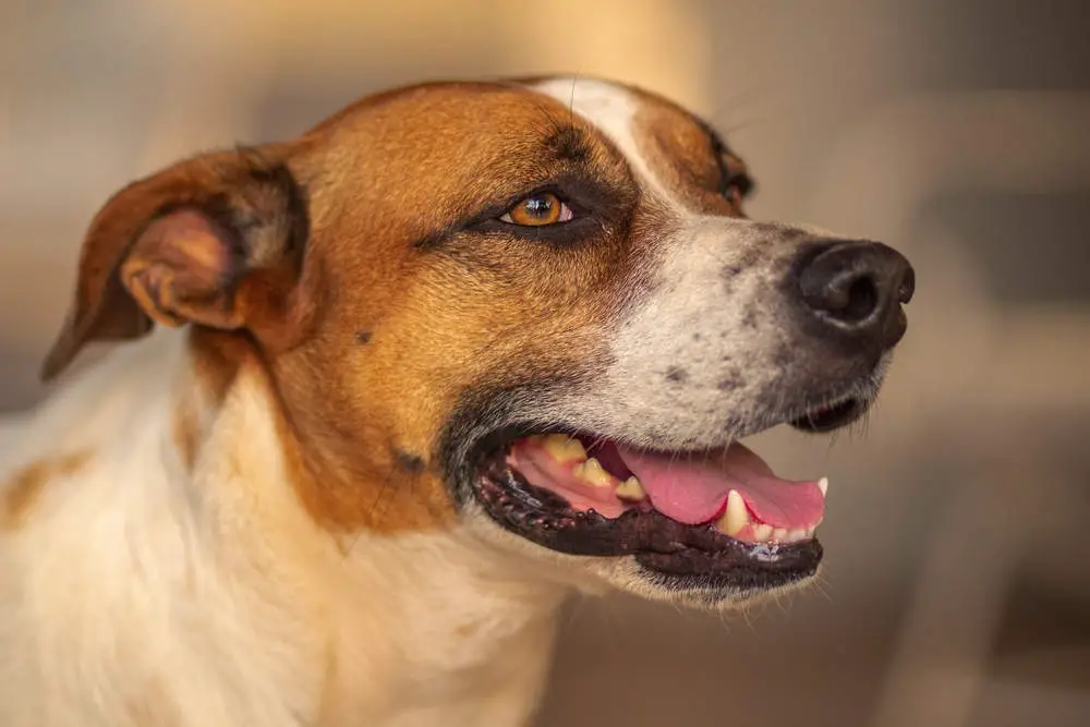 Closeup of Brazilian Terrier