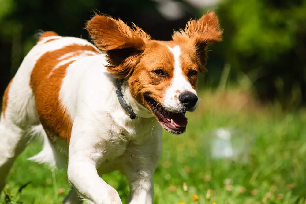 Brittany Spaniel having fun