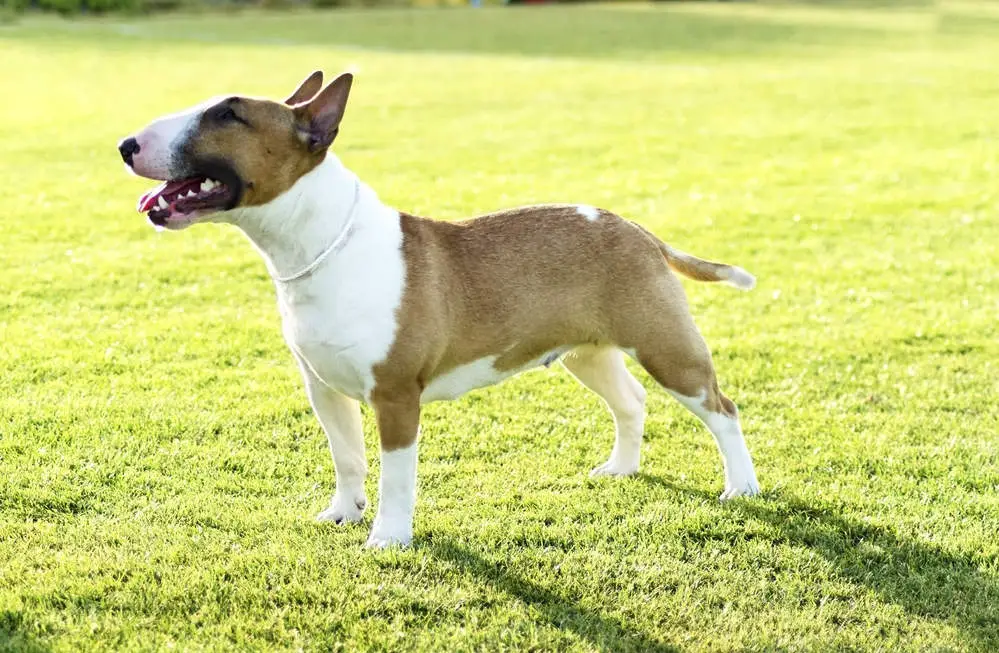 Bull Terrier profile