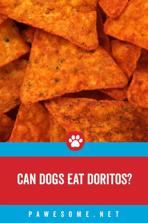 Can Dogs Eat Doritos?