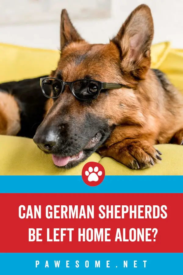 Can German Shepherds Be Left Home Alone?