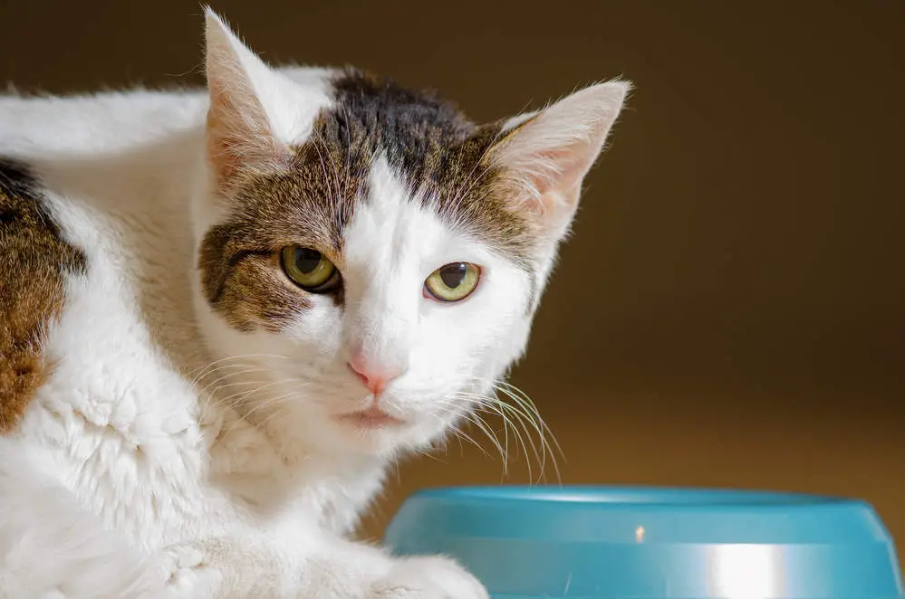 Cat not eating much food from bowl