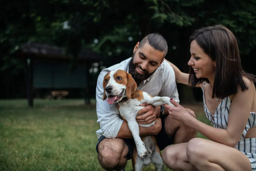 Couple cuddling their Beagle