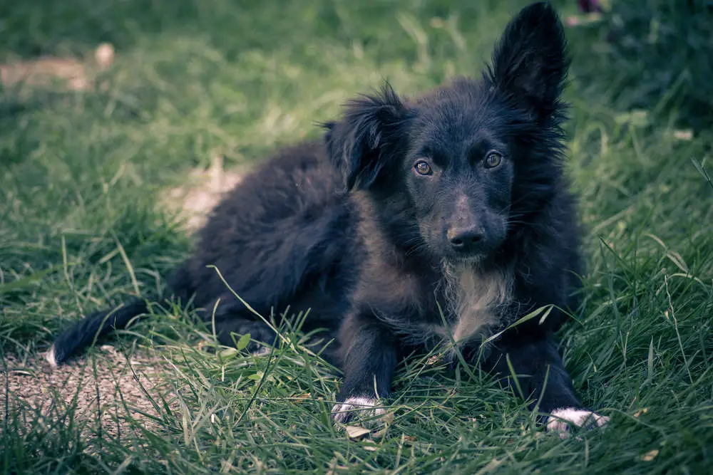 Croatian Sheepdog