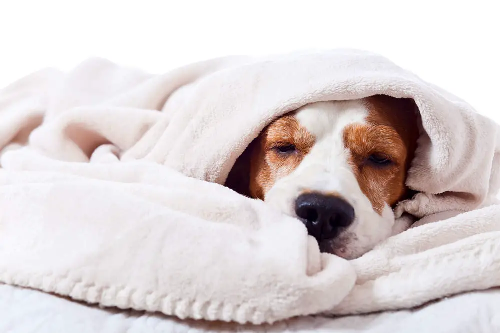 Dog burrowed in a blanket