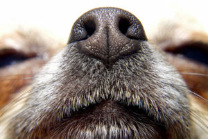 Closeup of dog's nose