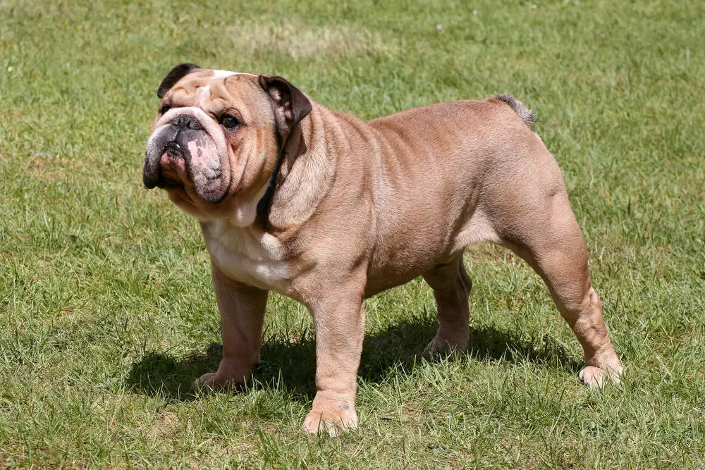 Bulldog outside in the garden