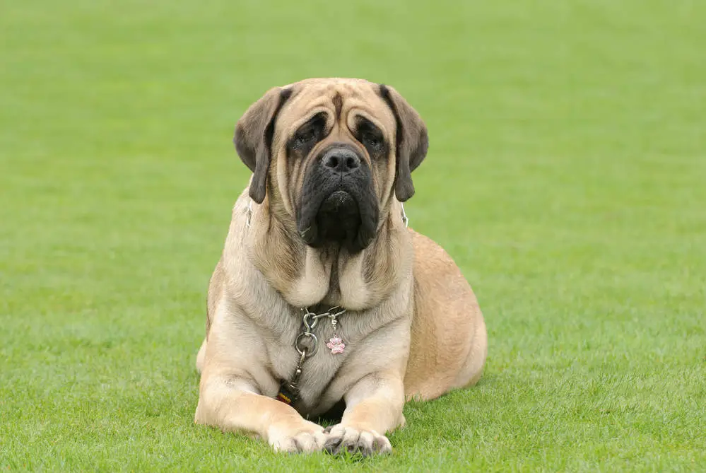 English Mastiff sitting in grass