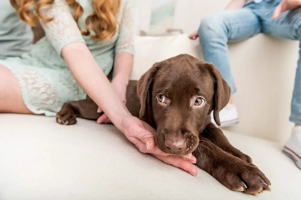 Puppy playing with family