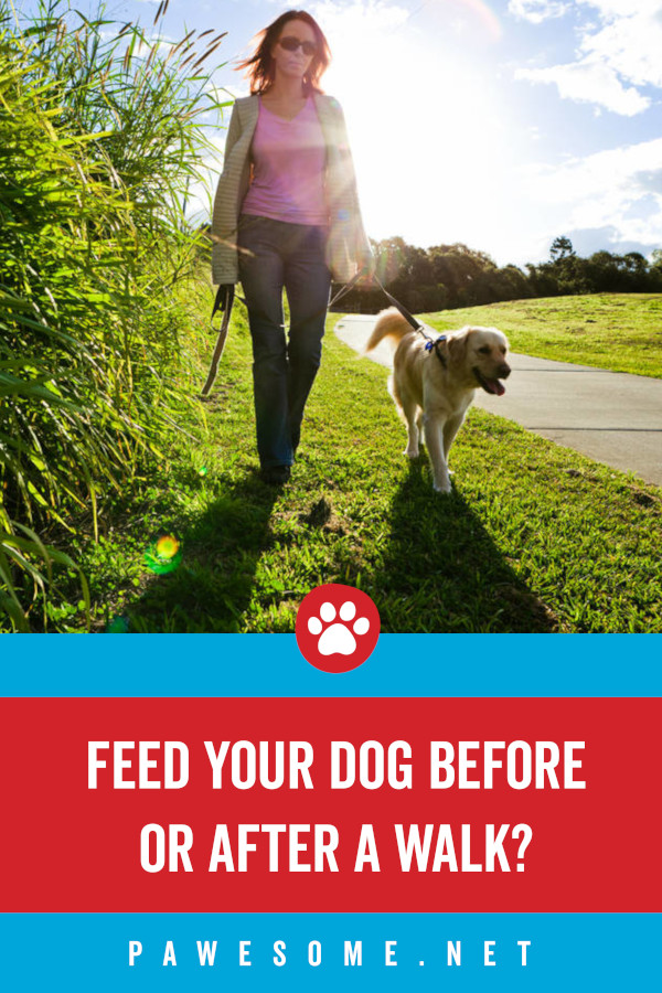 Should You Feed Dog Before Or After Walk