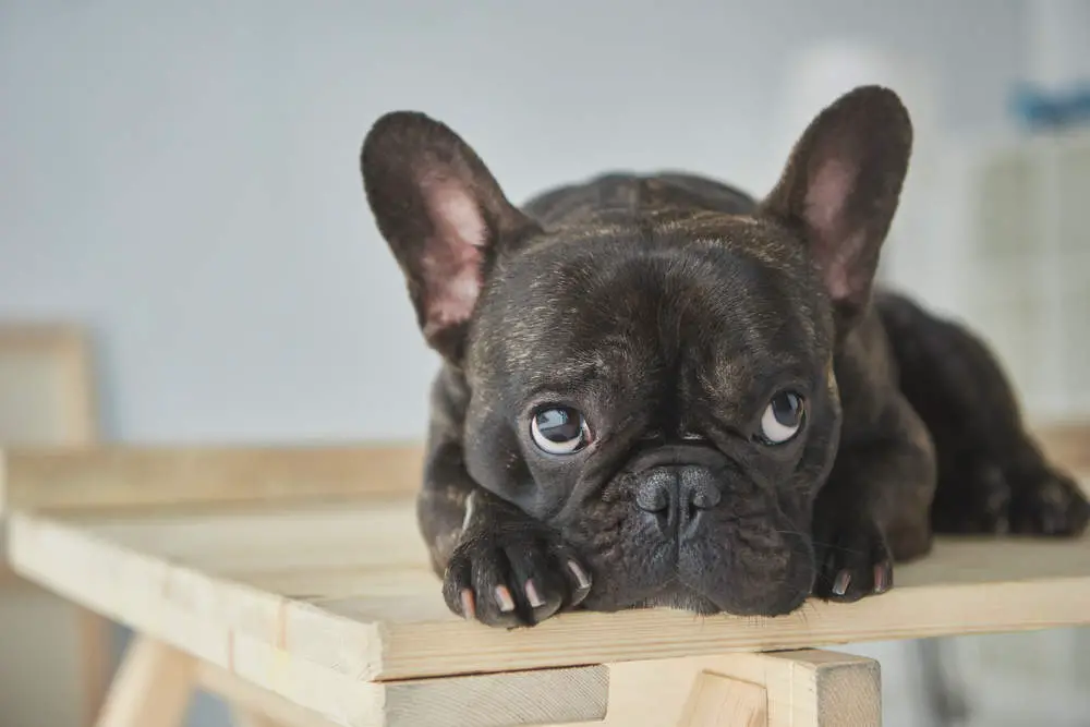 French Bulldog on table