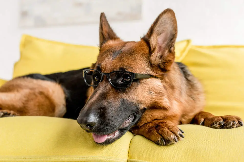 German Shepherd home alone wearing glasses