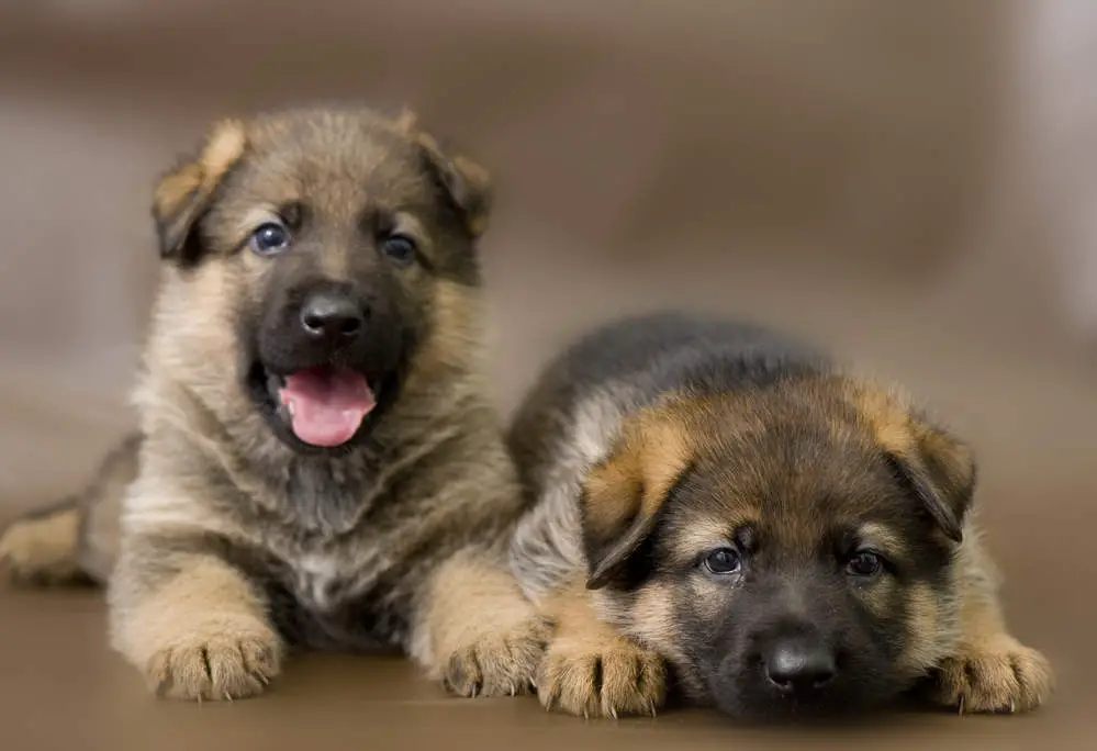 German Shepherd puppies