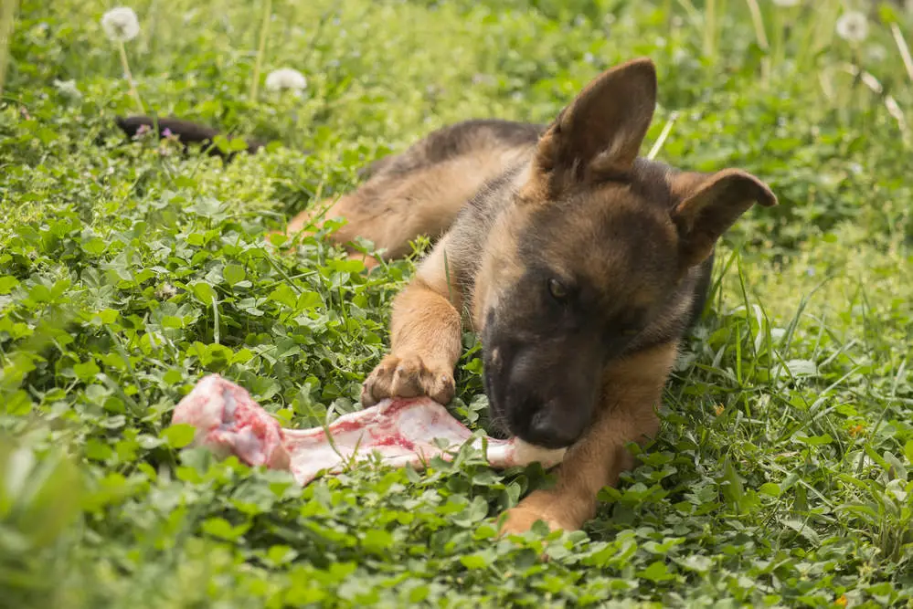 German Shepherd puppy with one ear fully up eating