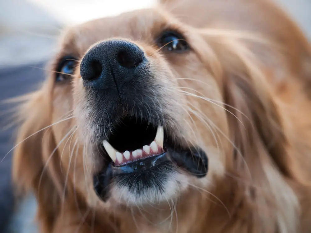 Golden Retriever barking