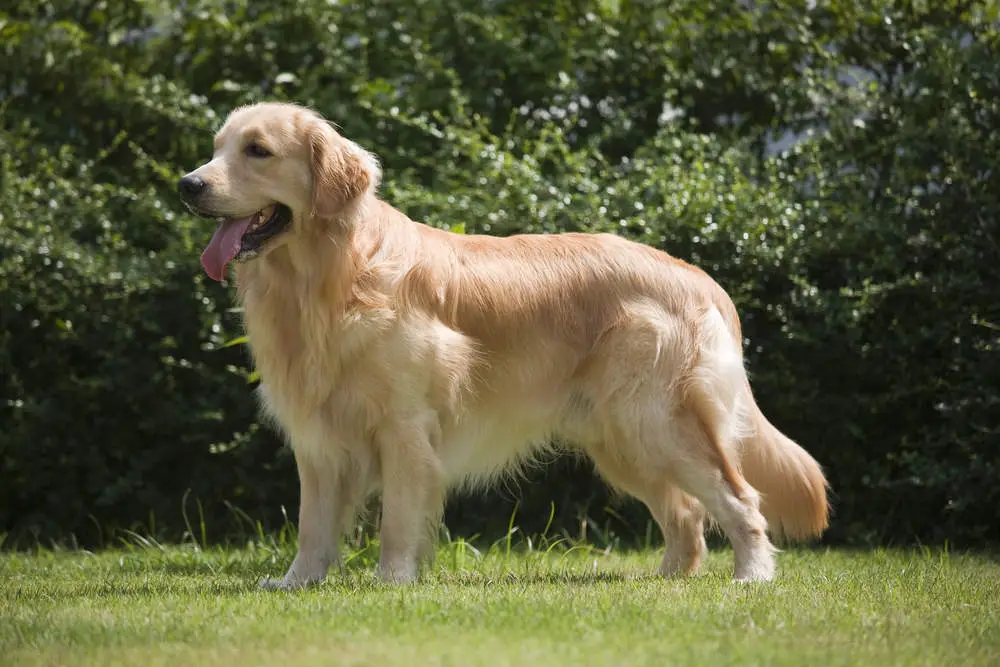 Golden Retriever drooling