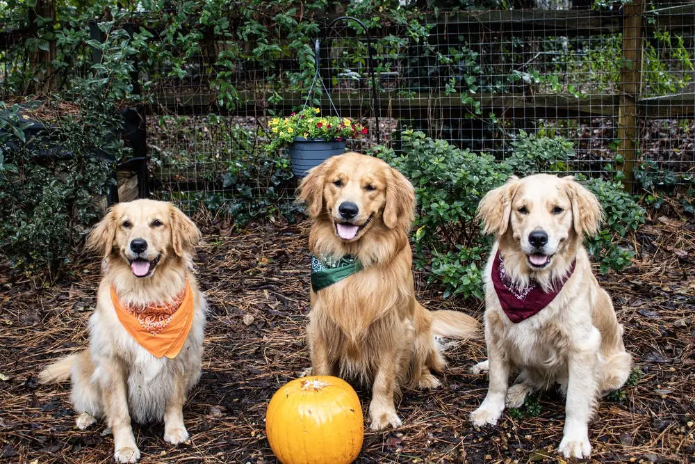 Golden Retrievers posing for fall photo