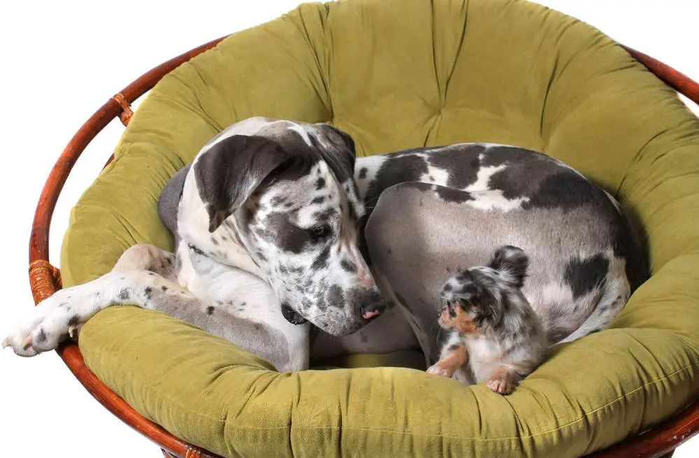Great Dane sitting with Chihuahua in a chair