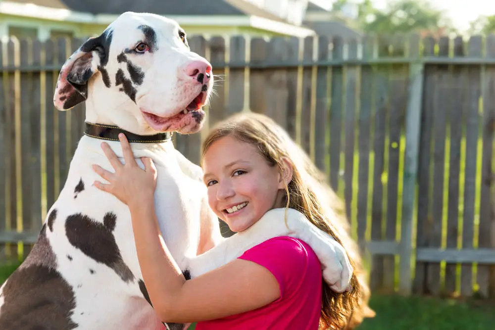 Great Dane on girl's shoulder playing together