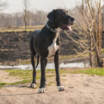 Great Dane Dog Breed Profile: Breed Facts, Traits, Pros/Cons and Much More