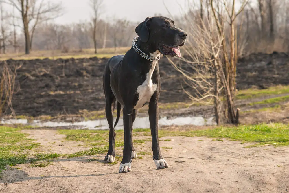 Great Dane posing for the camera