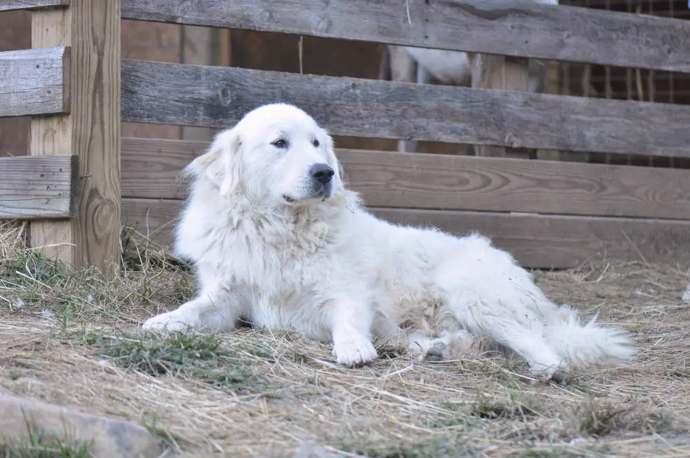 Great Pyrenees resting