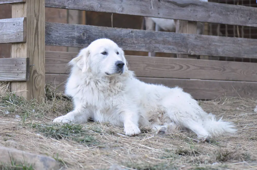 Great Pyrenees