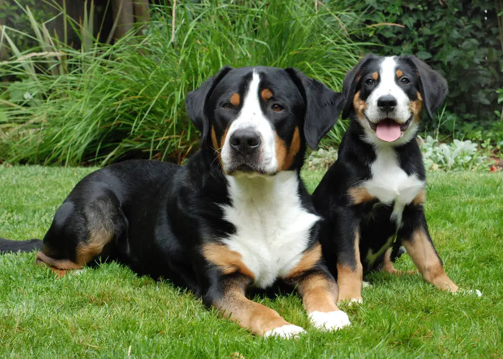 Greater Swiss Mountain Dog