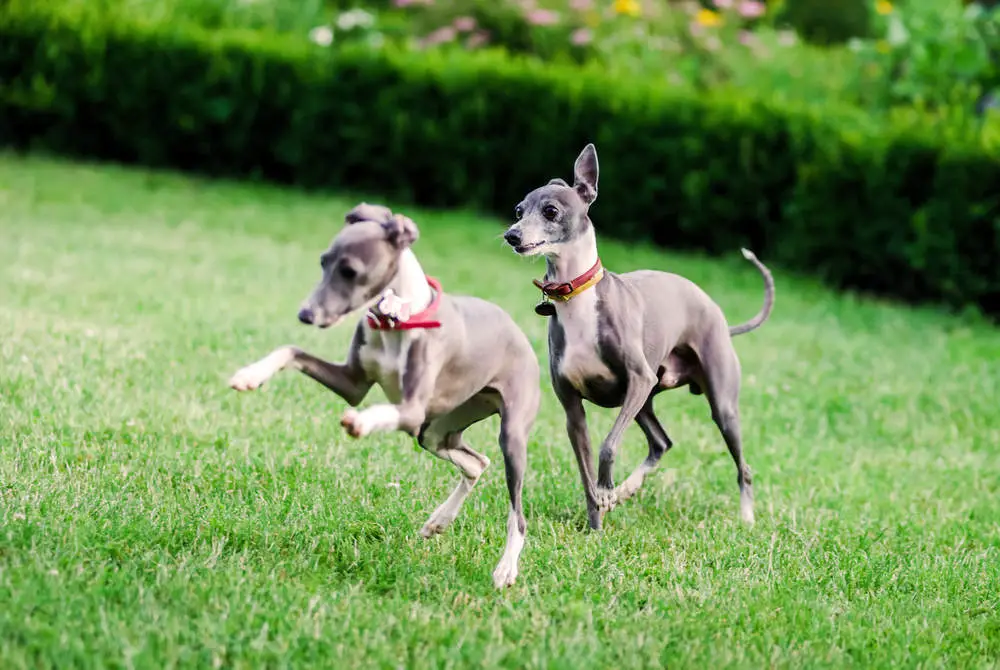 Greyhounds playing in park