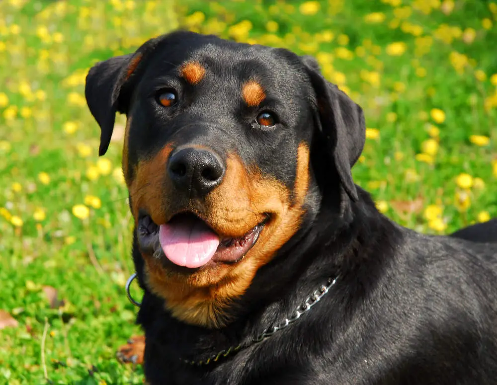 Rottweiler smiling at camera