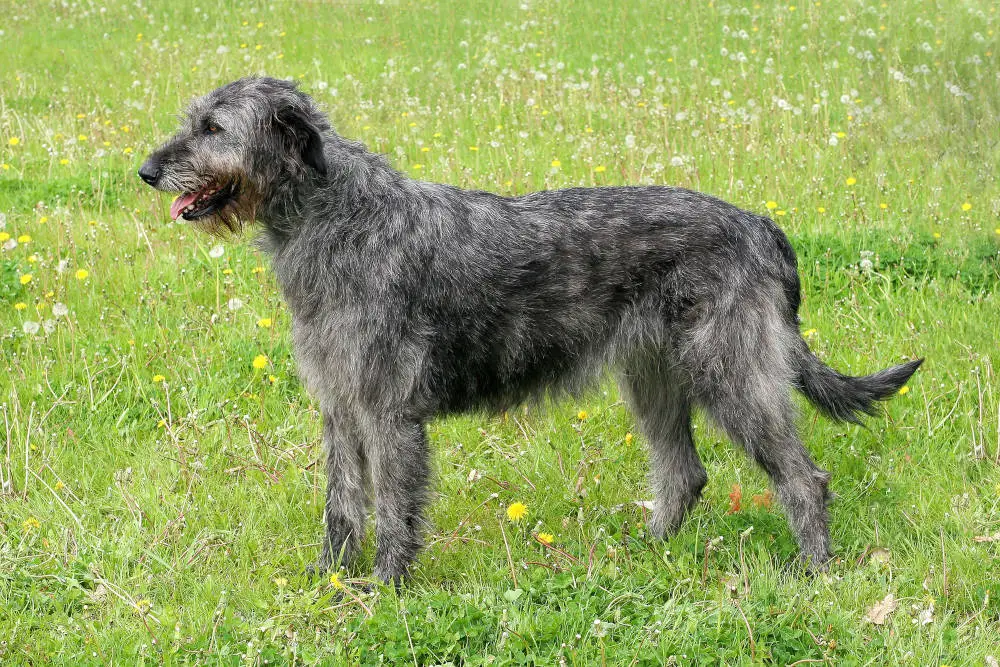 Irish Wolfhound