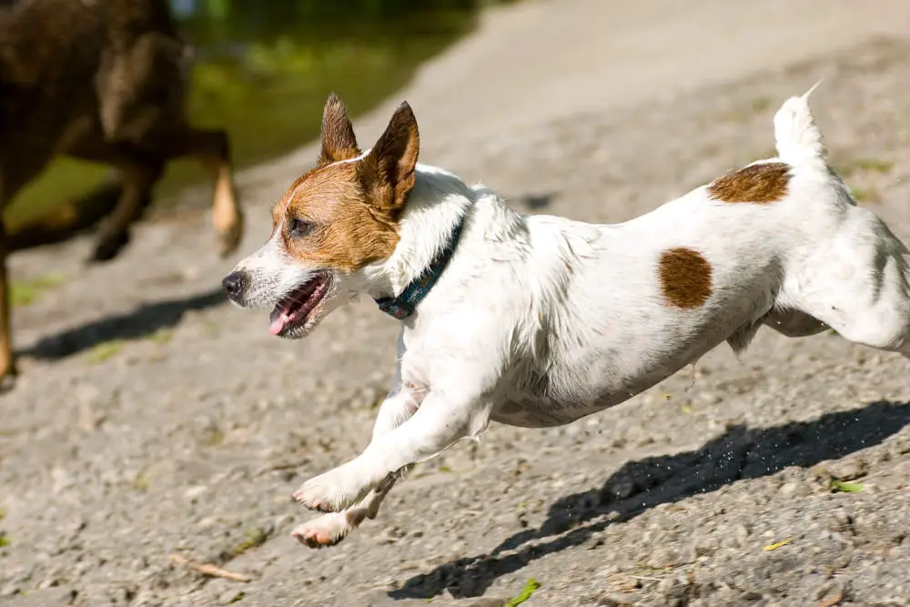 Jack Russell Terrier