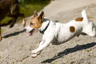 15 Amazing Dog Breeds Born Without Tails With Pictures