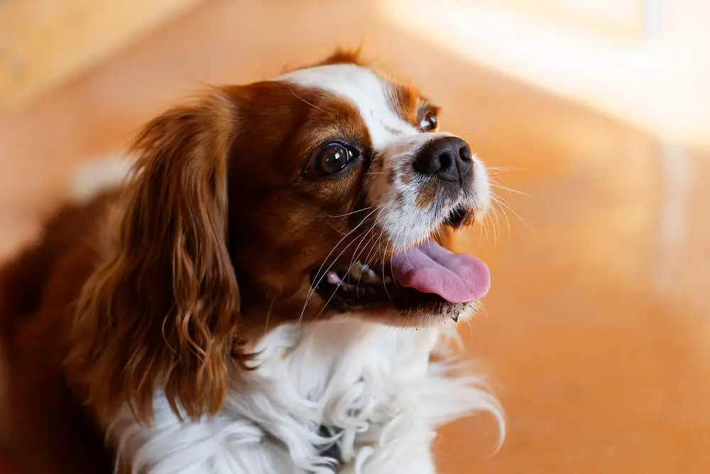 King Charles Spaniel