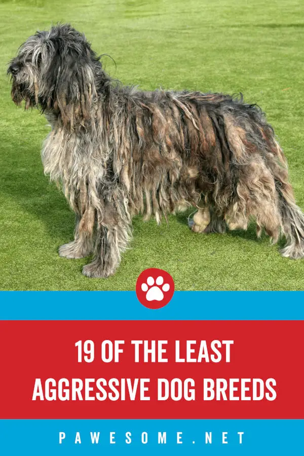 19 of the Least Aggressive Dog Breeds