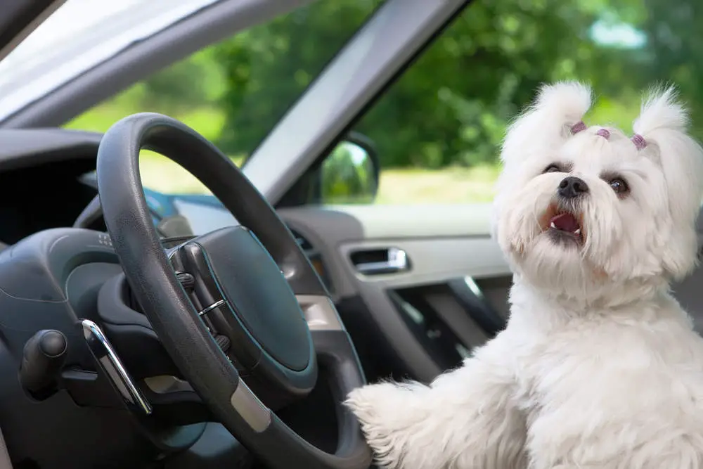 Maltese barking in driver's seat of car