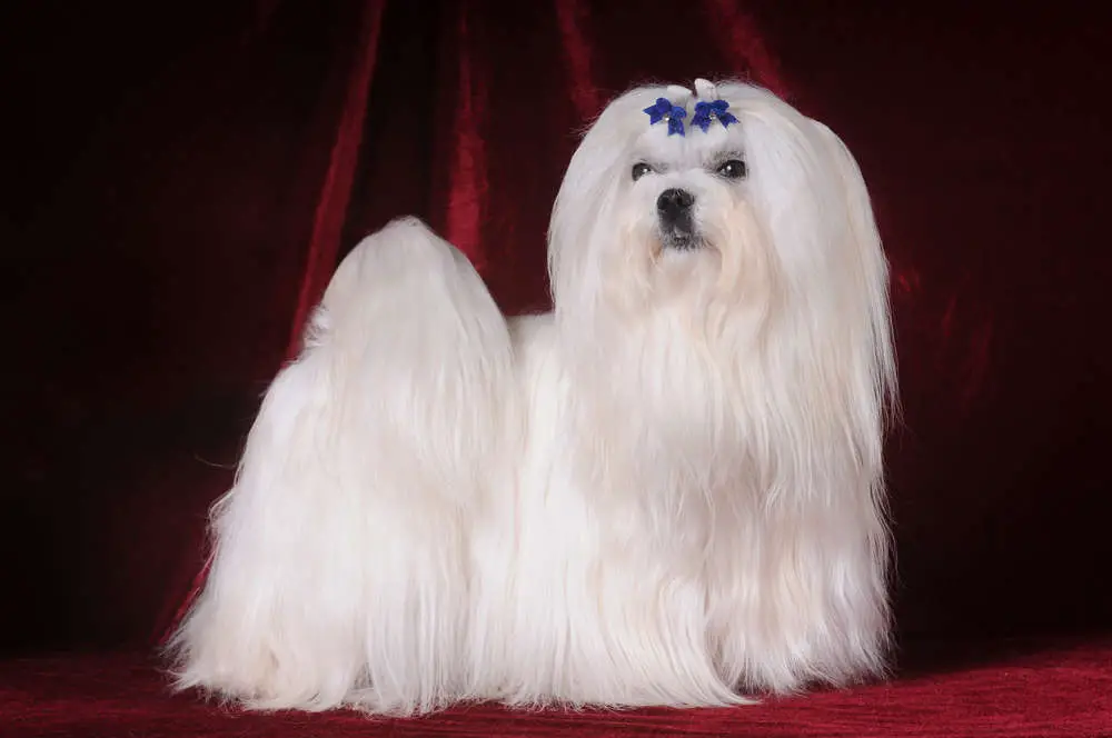 Maltese ready for dog show