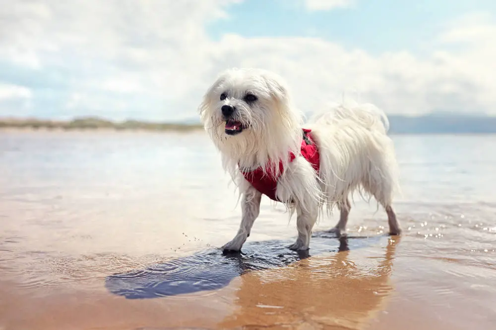 Maltese swimming at the beach