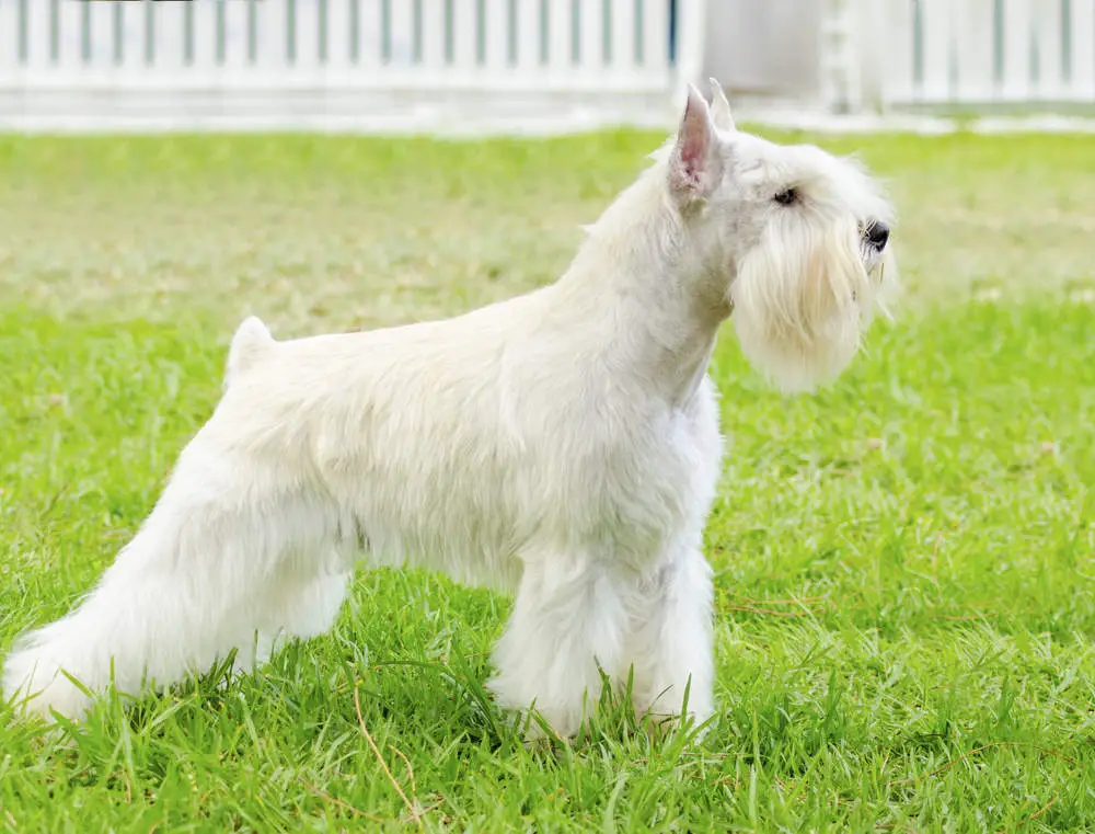 White Miniature Schnauzer