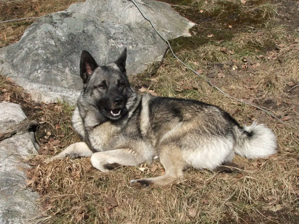 Norwegian Elkhound