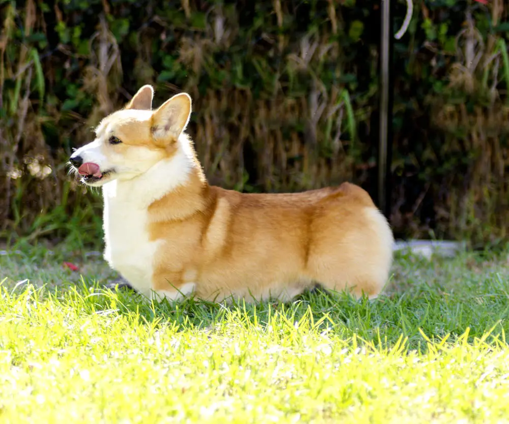 Pembroke Welsh Corgi