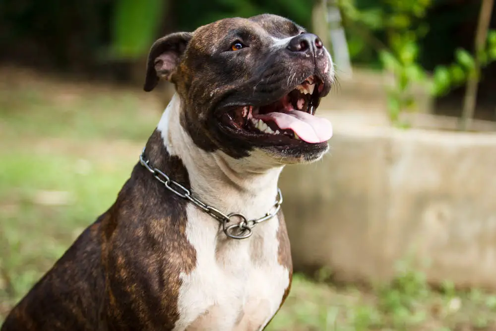 Pitbull drooling